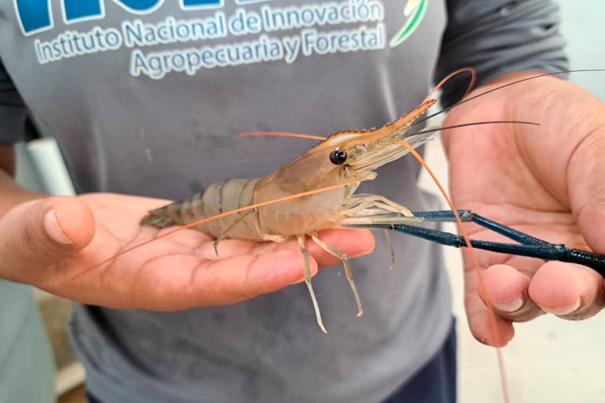 El camarón que desafió la geografía boliviana