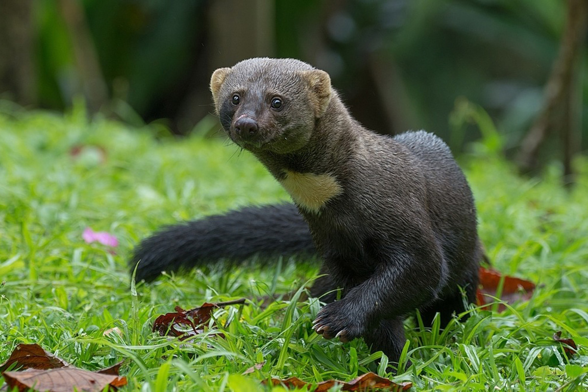 Hallazgo de un melero en la Reserva de Sama abre nuevas rutas de investigación sobre la especie