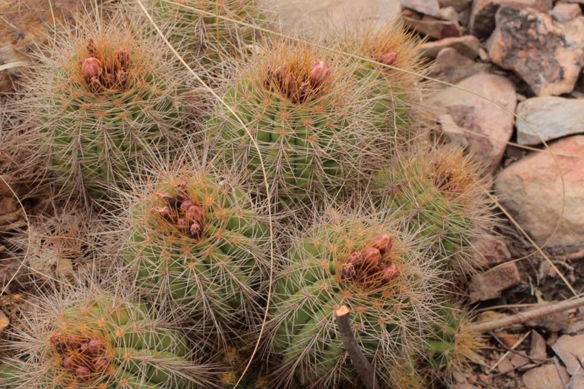 Reaparece en el Parque Kaa-Iya un cactus que solo existe en Bolivia